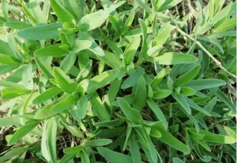 秋季常吃些野菜,有扩张血管,调血活血和抗衰老的作用