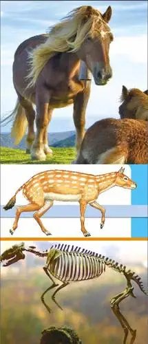 马的祖先长啥样
