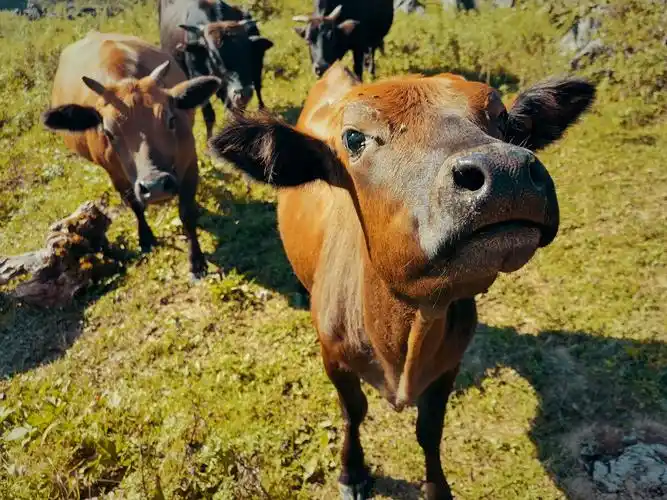 可爱的秦岭小牛