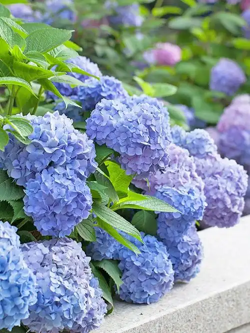 虹越绣球花无尽夏