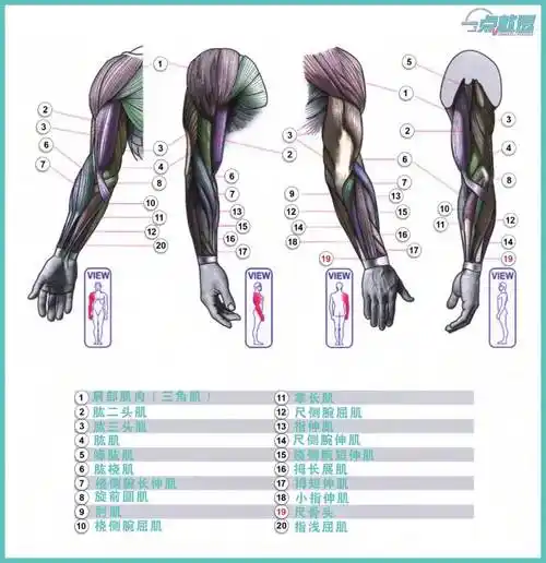 手臂的基本规律