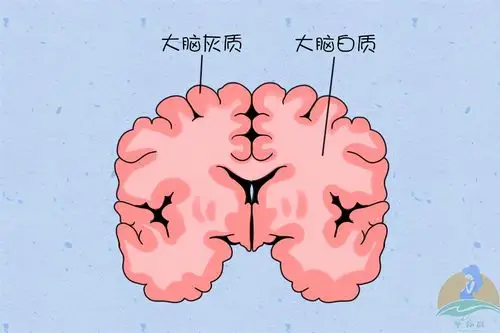这个实验发现,从怀孕到分娩后2年的时间里,妈妈们的大脑灰质体积相对