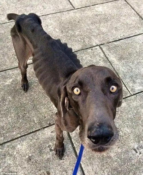 流浪狗吃树枝石头维生 瘦得"皮包骨头"(组图)