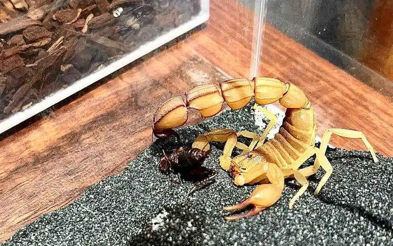 aa黄肥尾蝎 成体公喂食