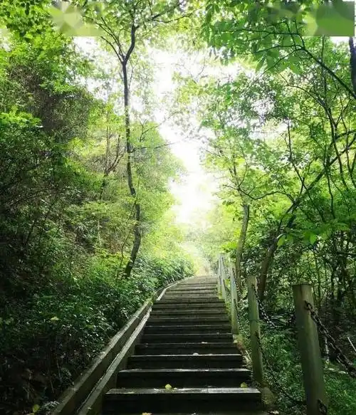 樱花绽放粉如画,肇庆春游就来北岭山赏花吧!_特色_美景_实时