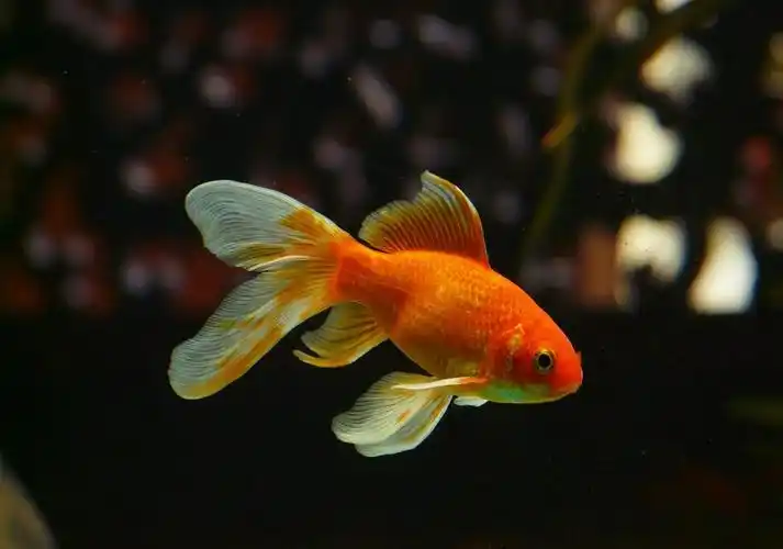 金鱼锦. - 堆糖,美图壁纸兴趣社区