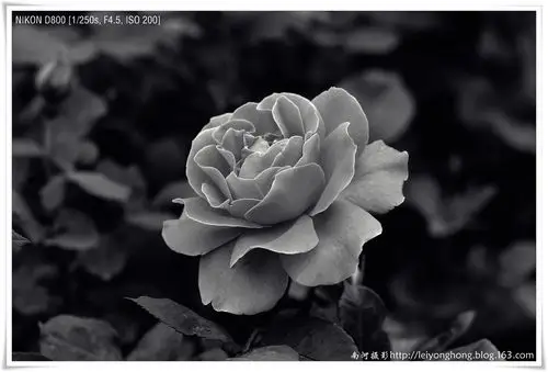 【原创摄影】月季花(黑白篇)