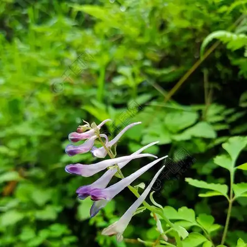 景物拍摄牵牛花花苞