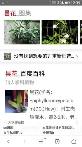 这种植物叫什么