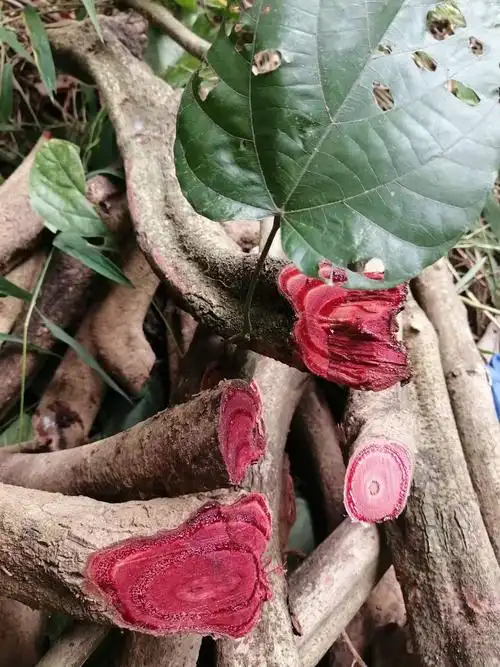 野生鸡血藤中药材正宗广西深山百年老藤煲汤泡酒煮水调理月经养生