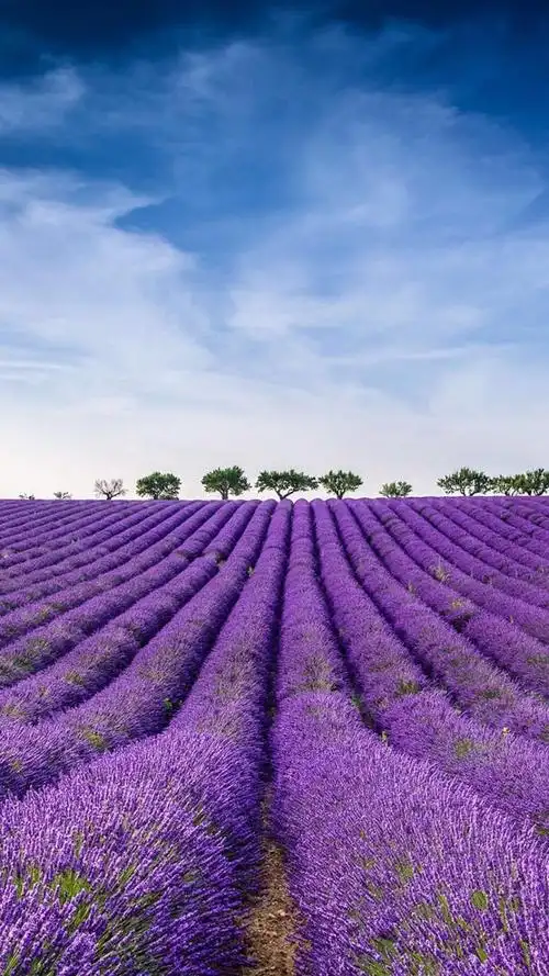 唯美的薰衣草花海
