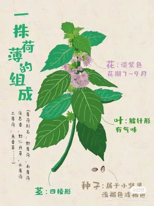 班级动态│苹果班:薄荷你好
