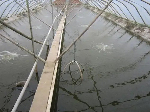 从南到北-养虾逆境下的大丰收