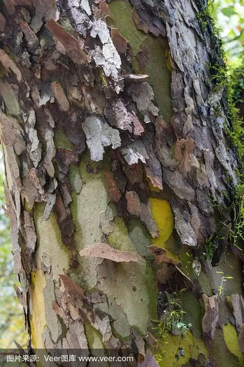 近距离的桉树树干与纹理树皮