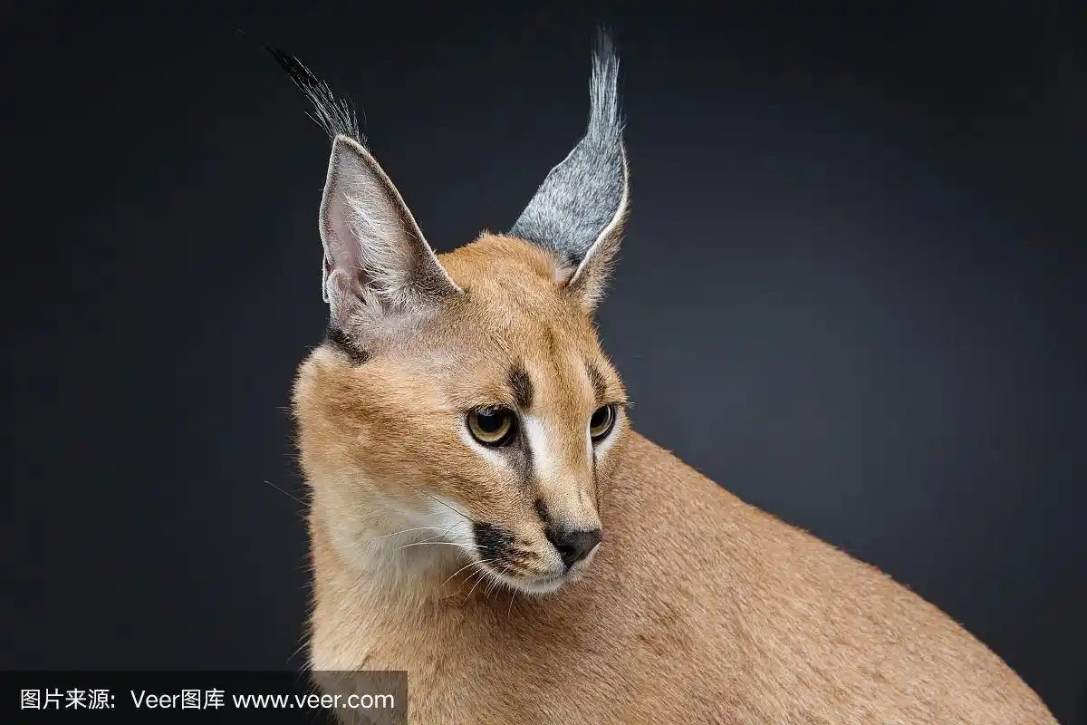 美丽的山猫在黑色的背景