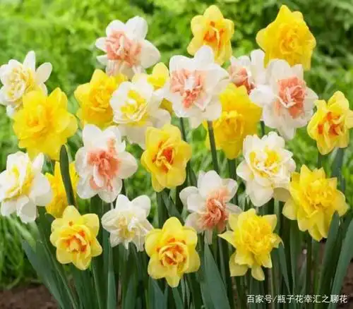 凌波仙子,水仙花,靓丽的一道风景线