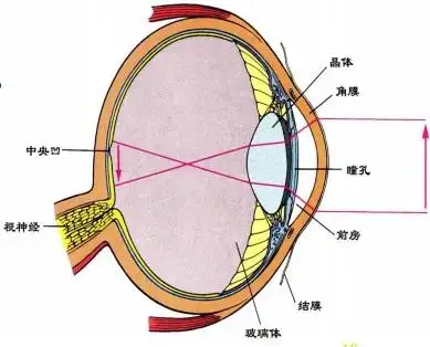 普通心理学第三章感觉20200517