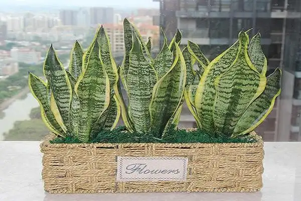 虎皮兰为什么三株一盆虎皮兰的生长习性