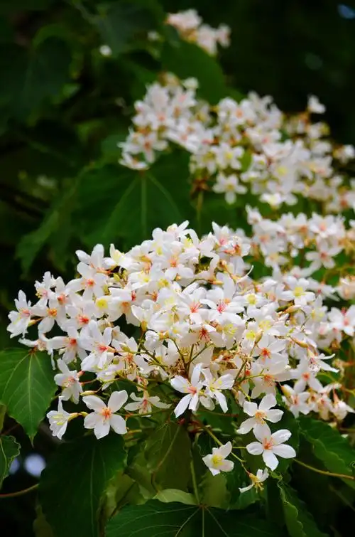 油桐花盛开的地方