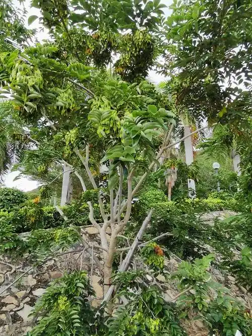 基地种植的黄花梨树