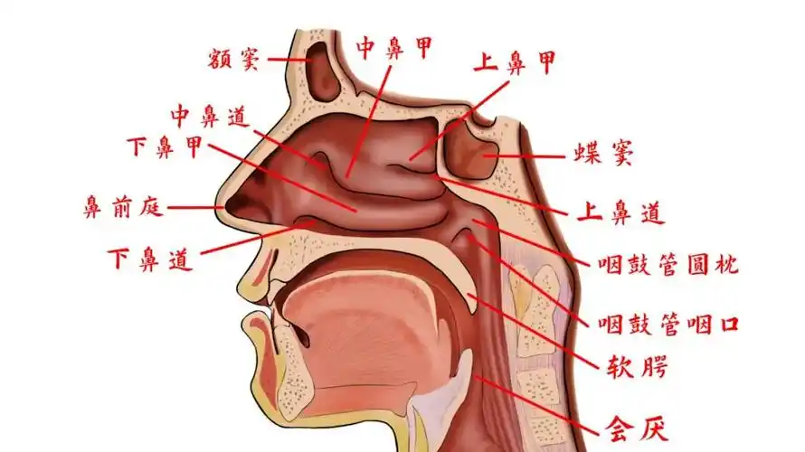 了解内鼻的解剖结构鼻子的外部结构包括:鼻根,鼻梁,鼻翼,鼻尖,鼻唇沟