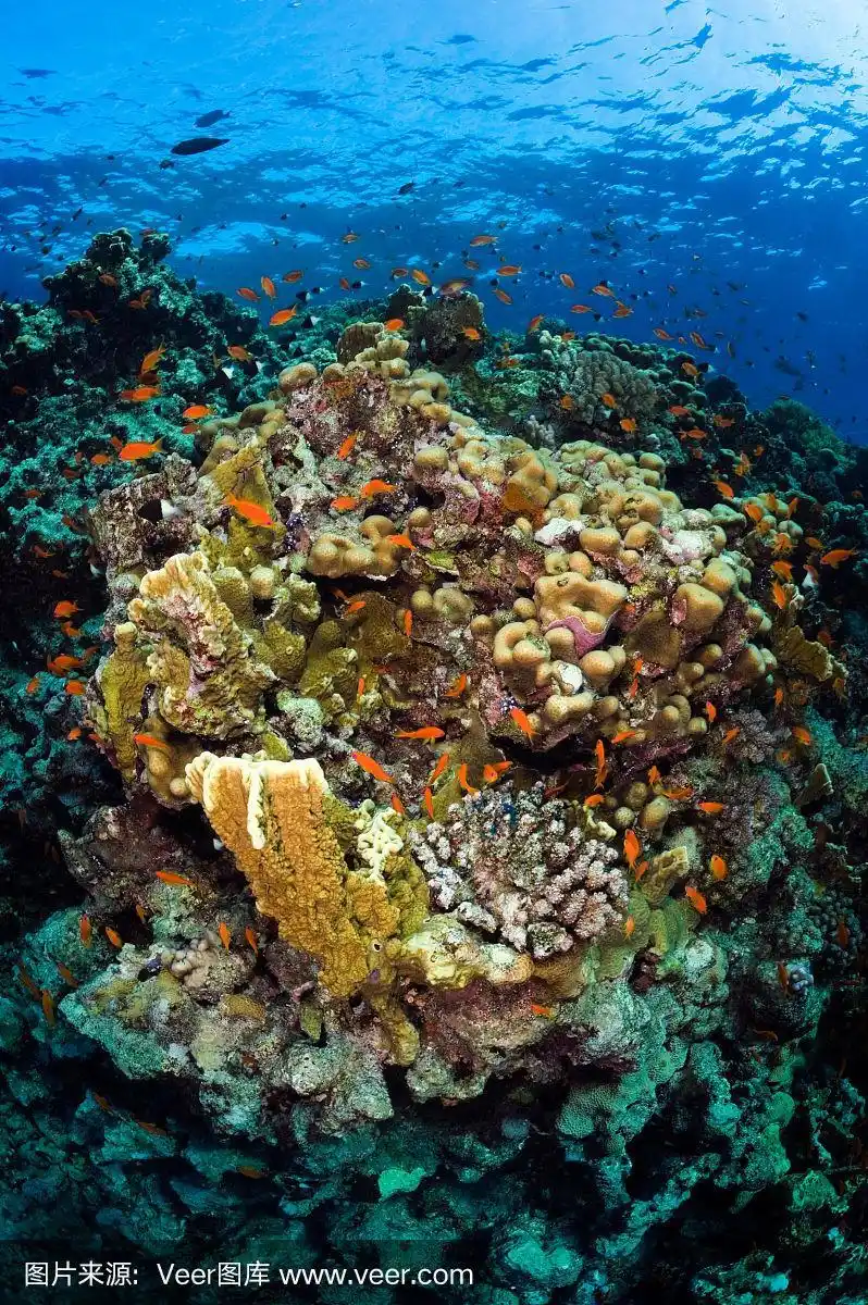 水下世界的美丽