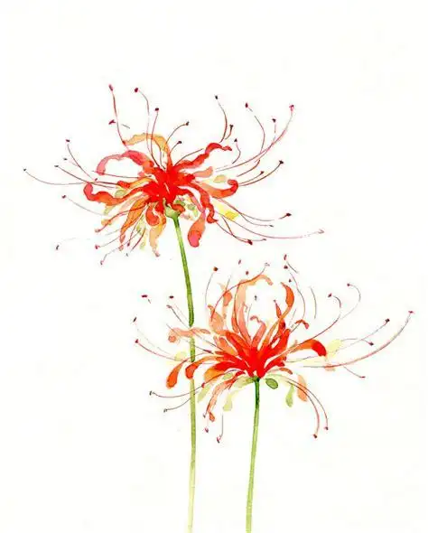 彼岸花手绘教程彩铅彼岸花彩铅画教程2022已更新今日图集