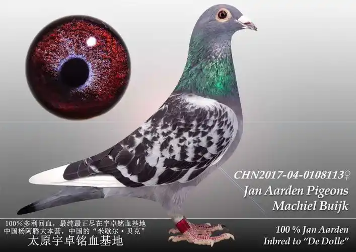 杨阿腾多利号18雌已售