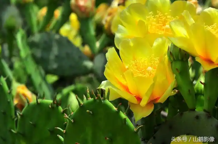 摄影欣赏:沙漠英雄花仙人掌