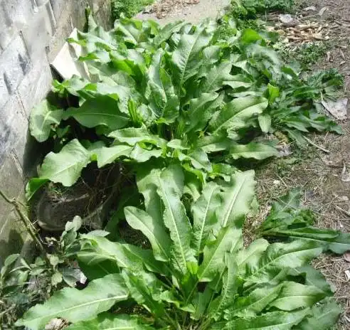 牛舌土大黄是菊科植物吗?能够提供图片吗?