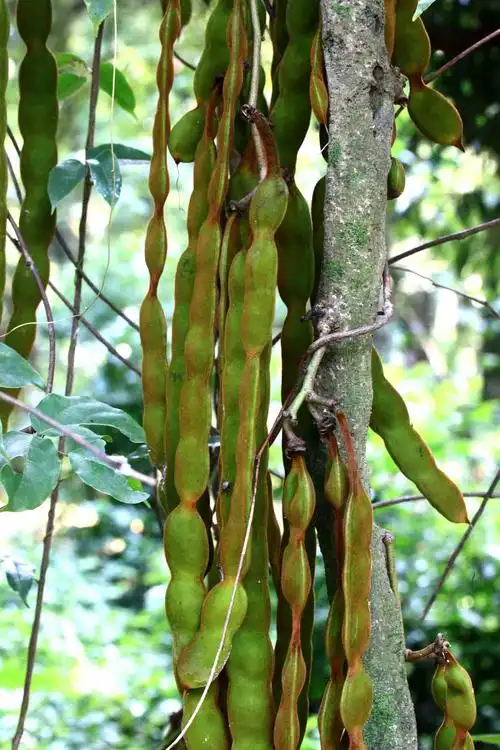 常春油麻藤豆科油麻藤属