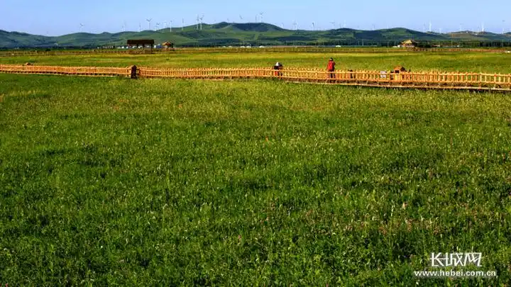 河北张家口:草原生态修复带来"绿富兼得"