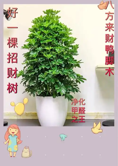 鸭脚木鸭掌木盆栽植物室内大型招财树客厅八方来财净化空气绿植