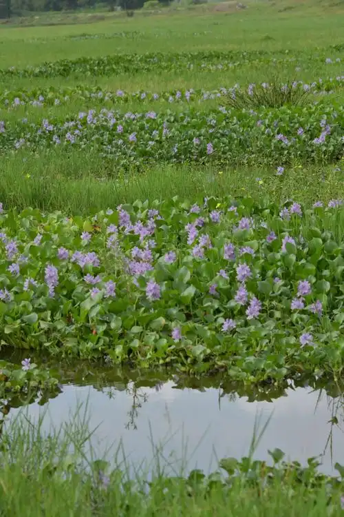 凤眼蓝水葫芦花