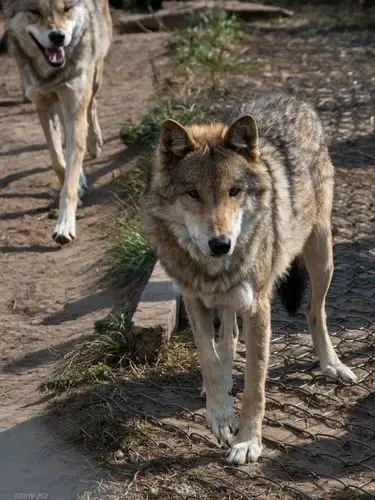 2020 乌兰布统草原(三) 坝上草原上的牛羊,骆驼 和狼