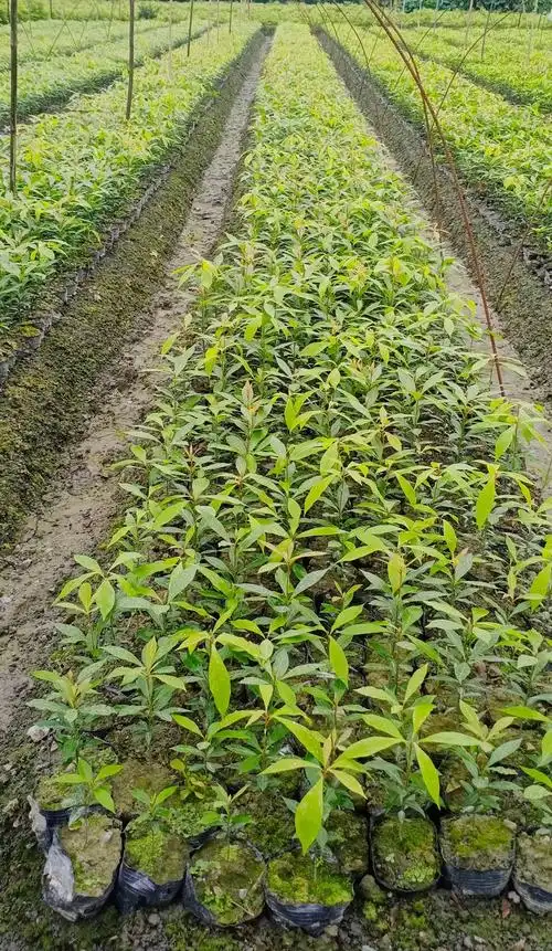 小叶桢楠杯苗 金丝楠木 细叶桢楠苗子 四川园林绿化苗木