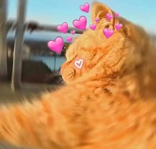 能不能像我一样稳重点儿表情包-表情包网站