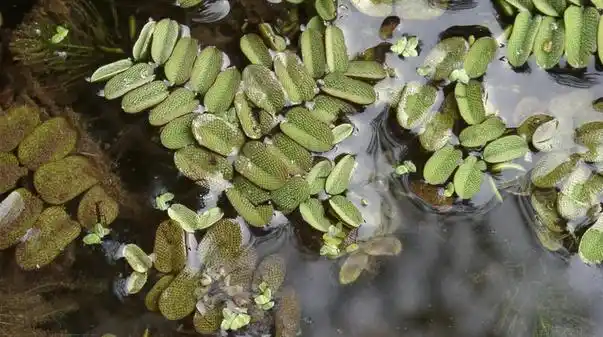 水族箱里常用的浮萍9种