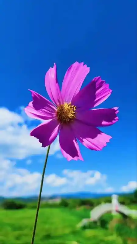 干净而又祥和,宁静而平淡……治愈系风景