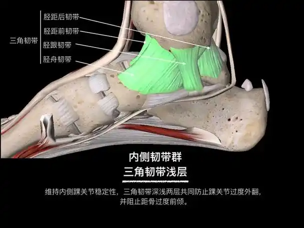 精彩幻灯高清图解踝关节韧带