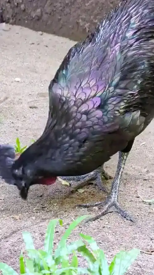 贝吉萨鸡金属鸡绿原鸡杂交鸡