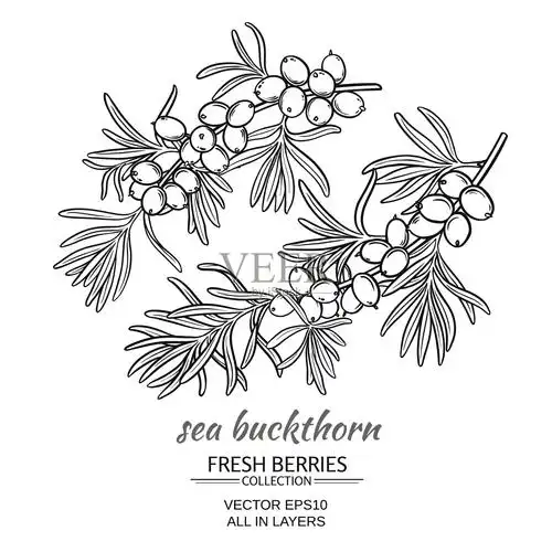 沙棘向量集插画图片素材