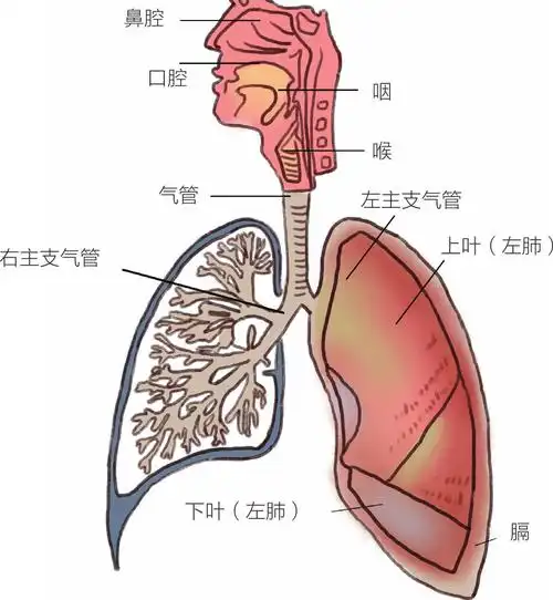 气管如果是树干,支气管就是树枝儿