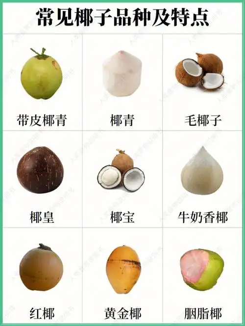 椰子常见椰子的品种及特点