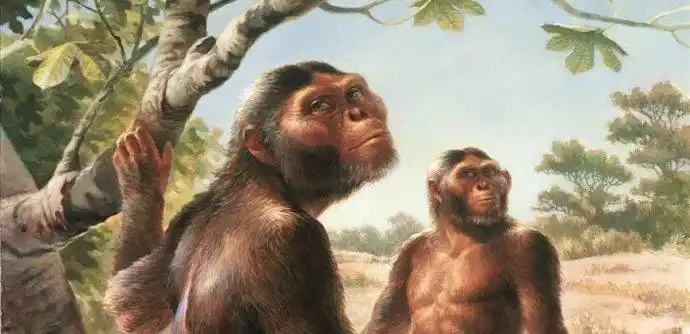 南方古猿"露西"夫妇