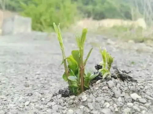 破沥青路面而出的黄栌幼苗