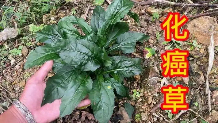抗癌三年我认识了"化癌草",没想到用途相当厉害,拍给大家看看