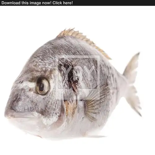 dorado fish isolated on white background