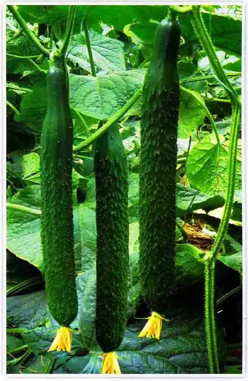 夏至熟黄瓜,新鲜营养价值高