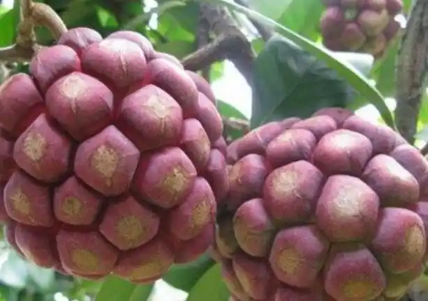 南方特有的4种水果很多北方人见都没见过你知道的有几种